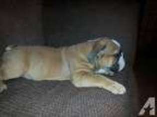 Bulldog Puppy for sale in ATHENS, TX, USA