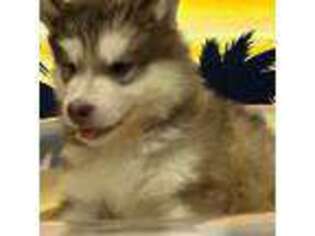 Alaskan Malamute Puppy for sale in Rock Falls, IL, USA