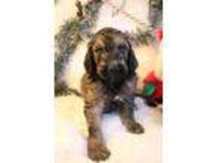 Goldendoodle Puppy for sale in Linn, MO, USA