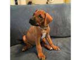 Rhodesian Ridgeback Puppy for sale in Marshfield, ME, USA