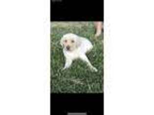 Labrador Retriever Puppy for sale in Fishers, IN, USA
