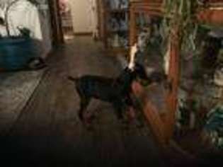 Doberman Pinscher Puppy for sale in Binghamton, NY, USA