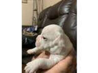 Olde English Bulldogge Puppy for sale in Bay City, TX, USA