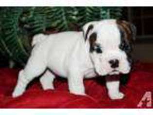 Bulldog Puppy for sale in WILDOMAR, CA, USA