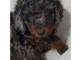 Mutt Puppy for sale in Byesville, OH, USA