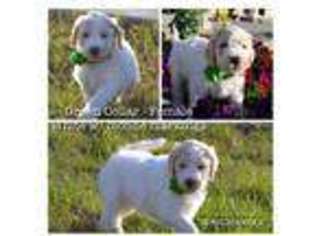Goldendoodle Puppy for sale in Rhome, TX, USA