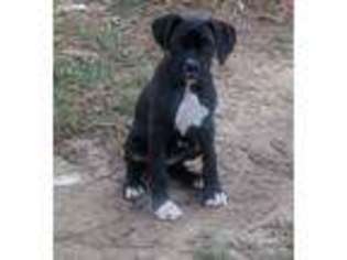 Boxer Puppy for sale in Waynesboro, GA, USA