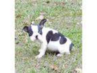 Boston Terrier Puppy for sale in Perdido, AL, USA