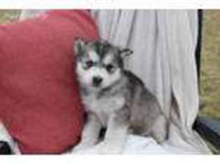 Alaskan Malamute Puppy for sale in Newburg, PA, USA