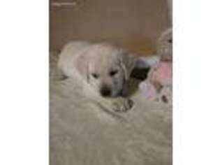 Labrador Retriever Puppy for sale in Charlottesville, VA, USA