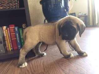 Mastiff Puppy for sale in Chesapeake, VA, USA