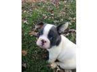 French Bulldog Puppy for sale in Roachdale, IN, USA