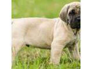 Mastiff Puppy for sale in Richmond, TX, USA