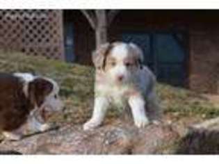 Miniature Australian Shepherd Puppy for sale in Mount Joy, PA, USA
