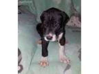 Great Dane Puppy for sale in Dexter City, OH, USA