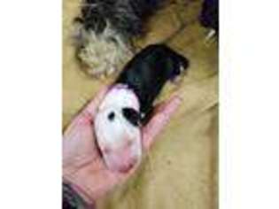 Old English Sheepdog Puppy for sale in Fort Collins, CO, USA