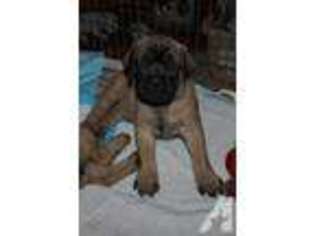 Mastiff Puppy for sale in ARMA, KS, USA