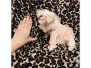 Maltese Puppy for sale in NASHVILLE, TN, USA
