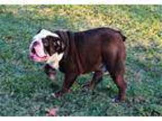 Bulldog Puppy for sale in Denison, TX, USA