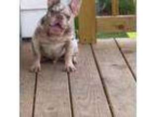 French Bulldog Puppy for sale in Decorah, IA, USA