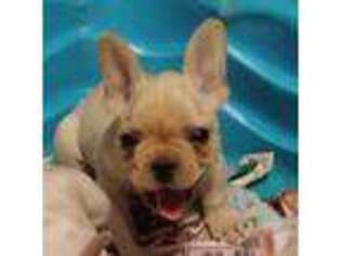 French Bulldog Puppy for sale in Morehead City, NC, USA
