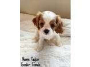 Cavalier King Charles Spaniel Puppy for sale in Omaha, NE, USA