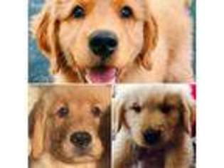 Golden Retriever Puppy for sale in Concord, NH, USA