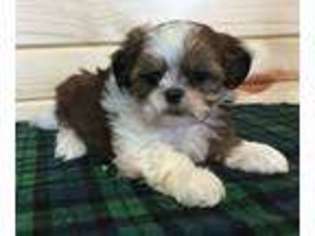 Mal-Shi Puppy for sale in Knoxville, IA, USA