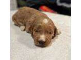 Goldendoodle Puppy for sale in Ashland City, TN, USA