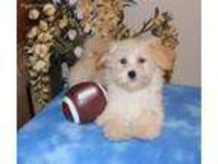 Havanese Puppy for sale in Rowley, IA, USA