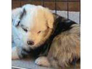 Miniature Australian Shepherd Puppy for sale in Wheatland, WY, USA