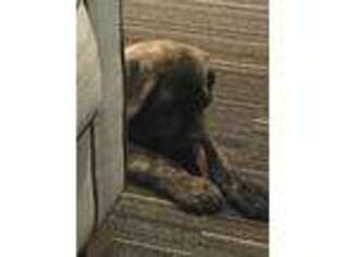 Mastiff Puppy for sale in Sarahsville, OH, USA