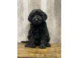 Goldendoodle Puppy for sale in Carlyle, IL, USA
