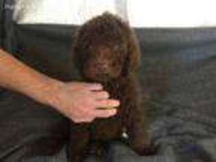 Labradoodle Puppy for sale in Blanca, CO, USA