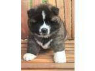 Akita Puppy for sale in Story City, IA, USA