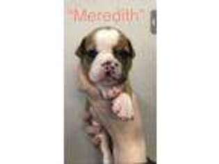 Olde English Bulldogge Puppy for sale in Albany, OR, USA