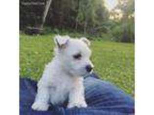 West Highland White Terrier Puppy for sale in Saint Augustine, FL, USA