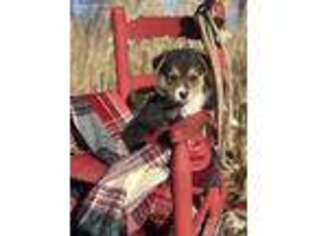 Pembroke Welsh Corgi Puppy for sale in Lynchburg, MO, USA