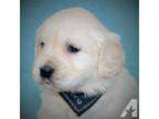 Golden Retriever Puppy for sale in BUTLER, IN, USA