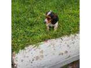 Dachshund Puppy for sale in Pawtucket, RI, USA
