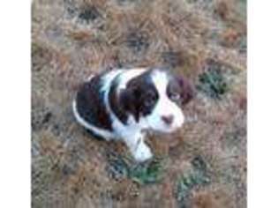 English Springer Spaniel Puppy for sale in Sedro Woolley, WA, USA