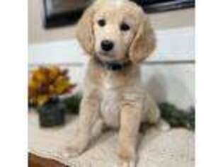Goldendoodle Puppy for sale in Kankakee, IL, USA