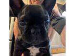 French Bulldog Puppy for sale in Glens Falls, NY, USA