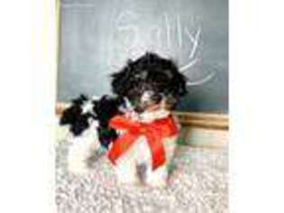 Havanese Puppy for sale in Christiana, PA, USA