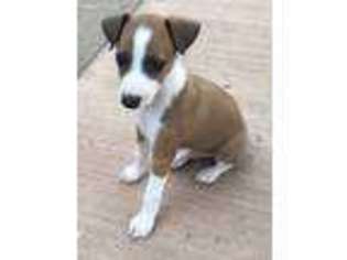 Italian Greyhound Puppy for sale in Bayard, NM, USA