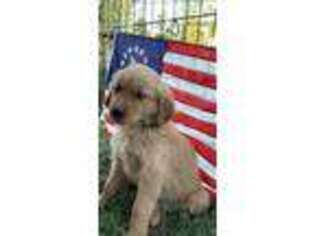 Golden Retriever Puppy for sale in Mount Pleasant, MI, USA