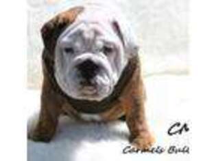 Bulldog Puppy for sale in Richmond, MO, USA