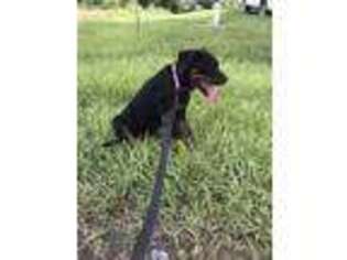 Rottweiler Puppy for sale in Lehigh Acres, FL, USA