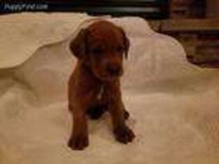 Labrador Retriever Puppy for sale in Trenton, IL, USA
