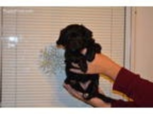Havanese Puppy for sale in Millville, NJ, USA